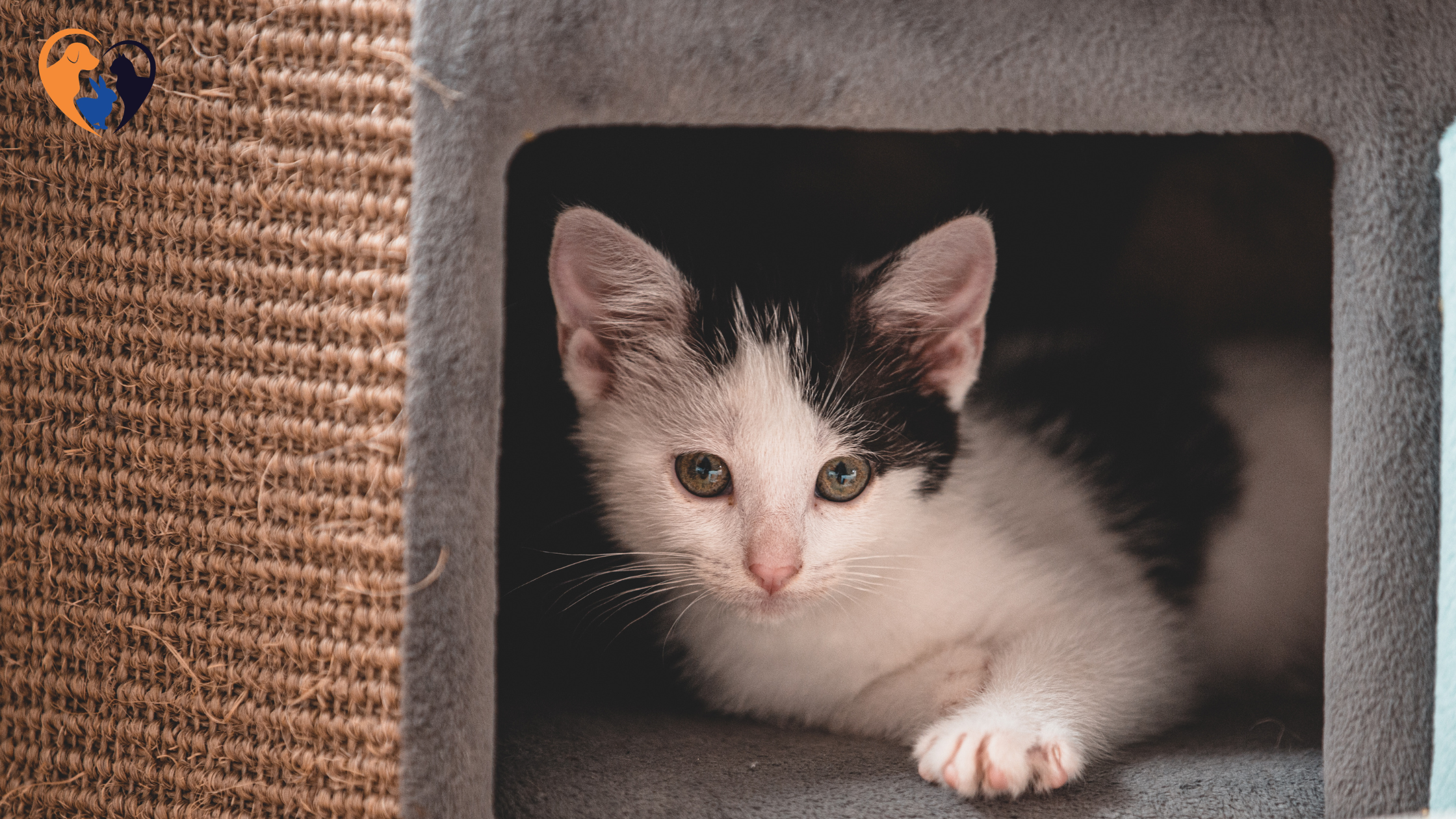 How to Keep Indoor Cats Happy"