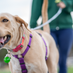 How Often Should You Walk Your Dog?