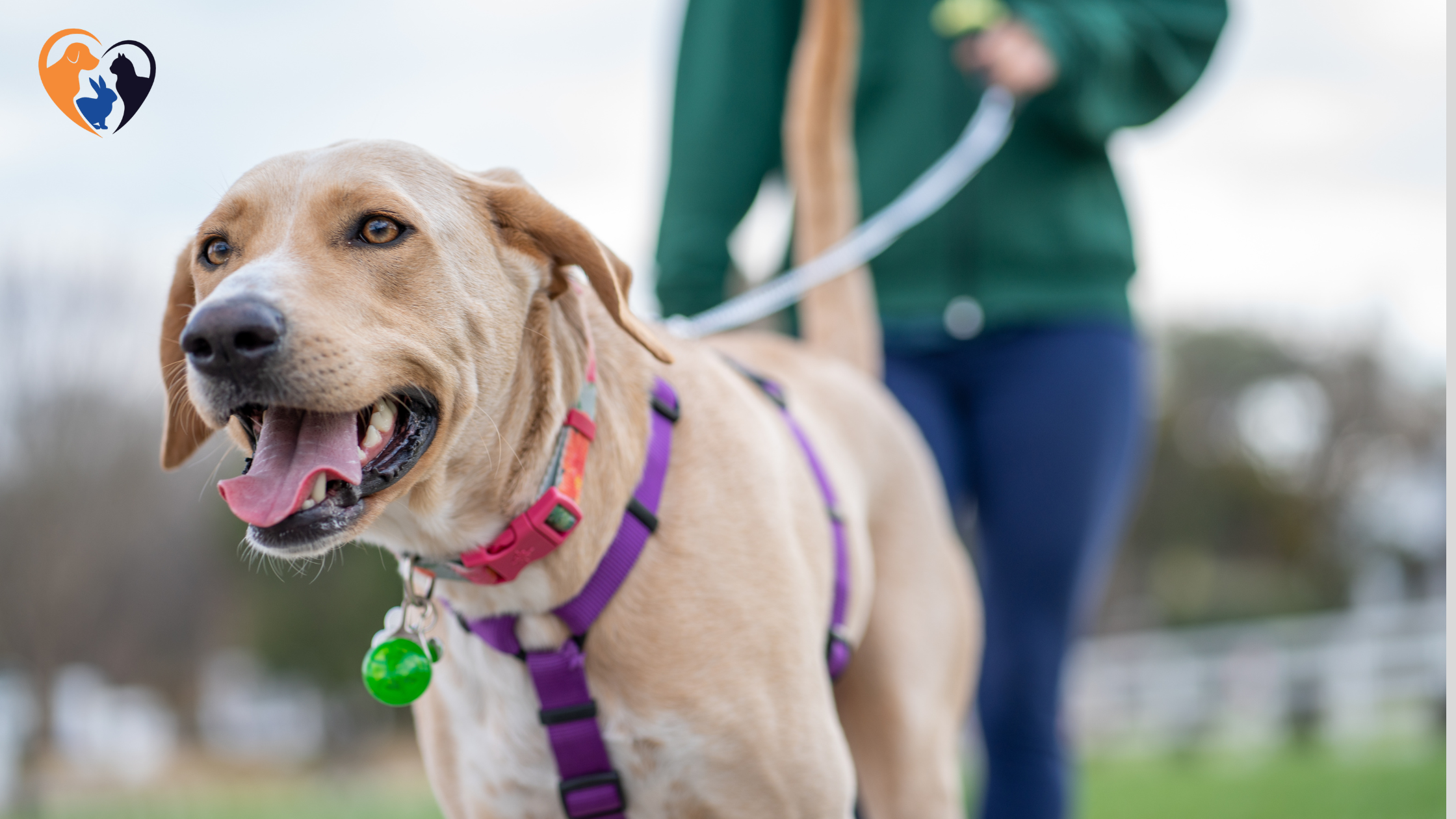 How Often Should You Walk Your Dog?