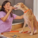 How to Groom Your Dog at Home