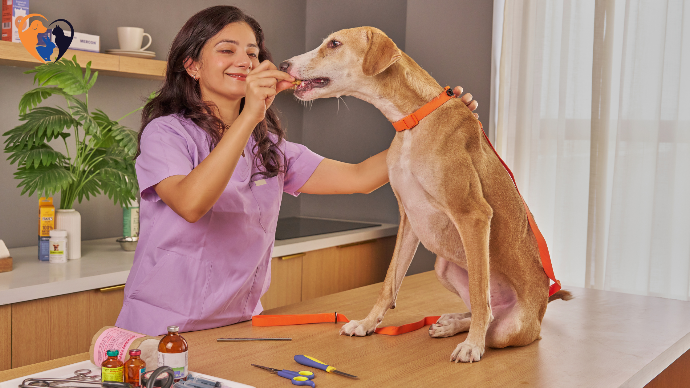 How to Groom Your Dog at Home